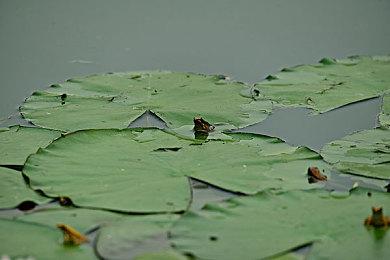 日本7月销量月榜：Switch终身销量达3千万台 《皮克敏4》登顶